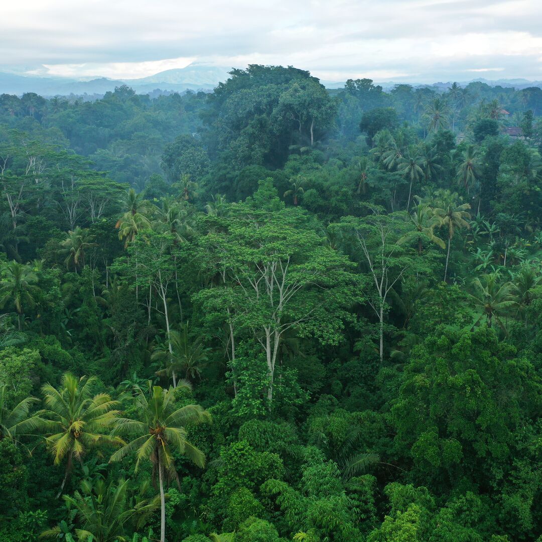 Protecting Rainforests with Data and AI: 4 Enterprise Lessons