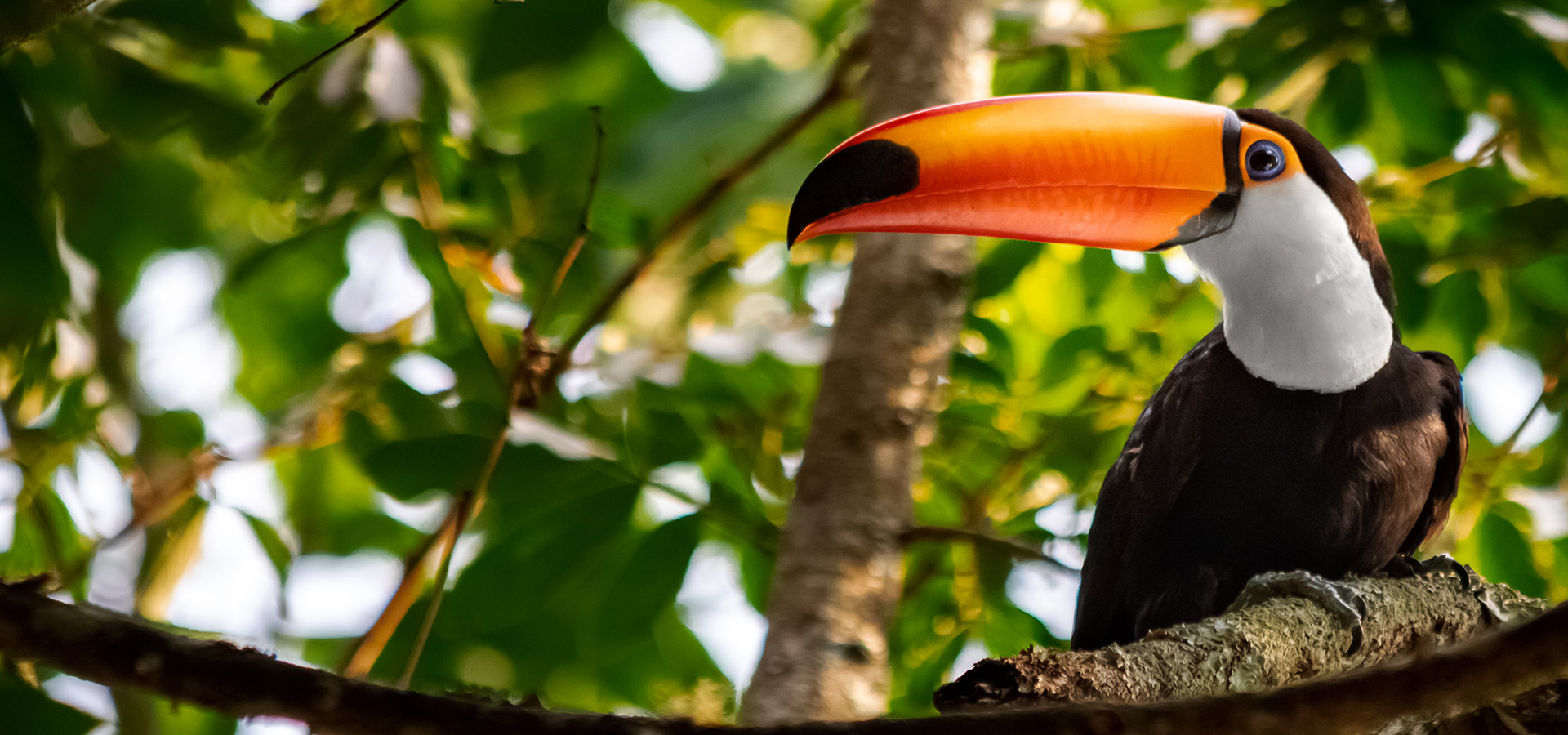 “Thanks to the Hitachi Vantara partnership, we now have a secure, agile and scalable cloud solution that will help us protect more rainforests around the world.”
