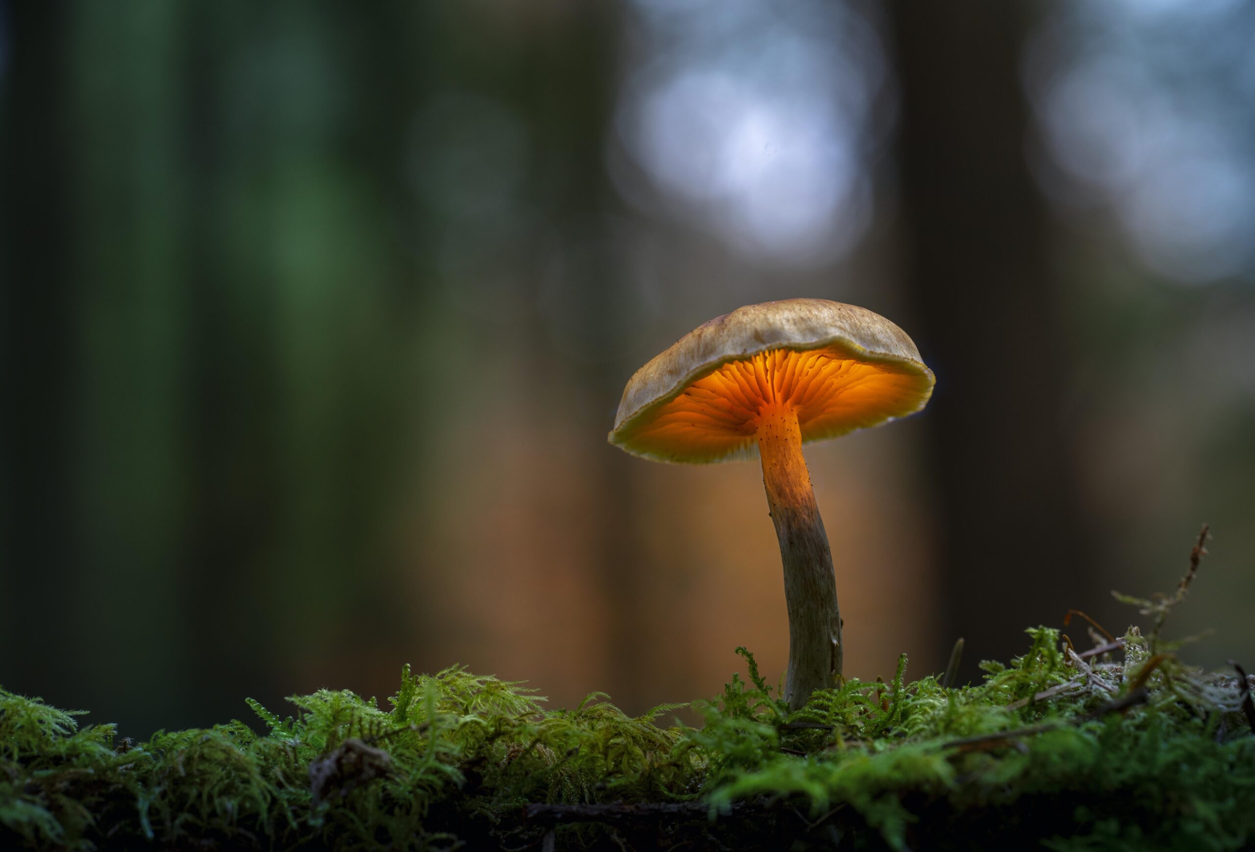 Close-up of mushroom growing